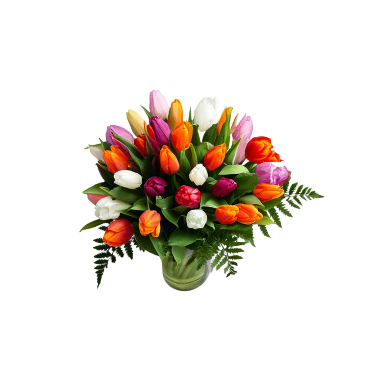 Tulipan Symfoni