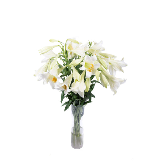 Hvide longi liljer-Bundter-e-BLOMST.dk