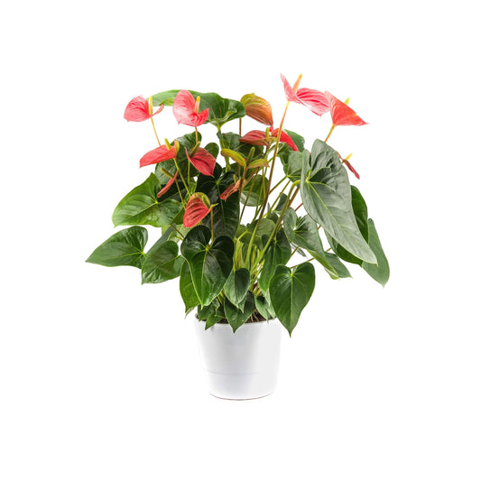 Rød Anthurium-Plante-e-BLOMST.dk