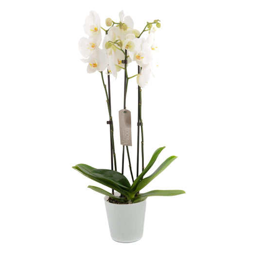 3 grenet orkide (hvid)-Plante-e-BLOMST.dk