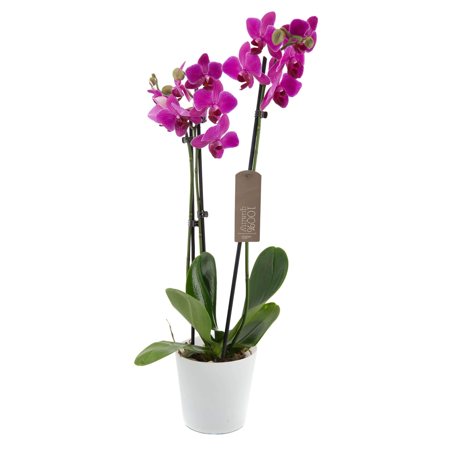 3 grenet orkide (lilla)-Plante-e-BLOMST.dk