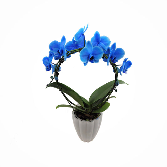 Blå Orkidé