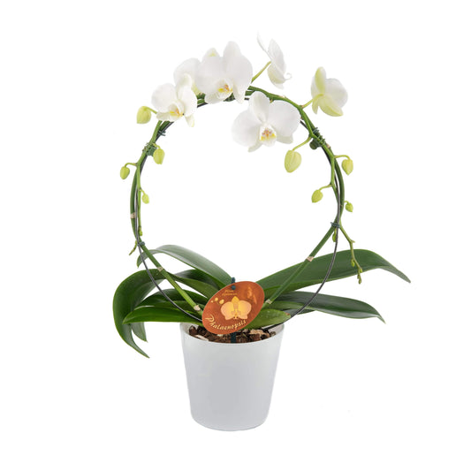 Hvid orkide-Plante-e-BLOMST.dk